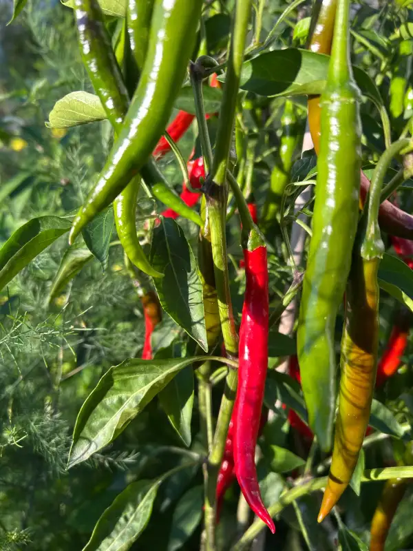 Chili / Paprika: Joe