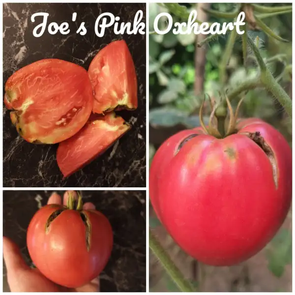 Tomaten: Joe