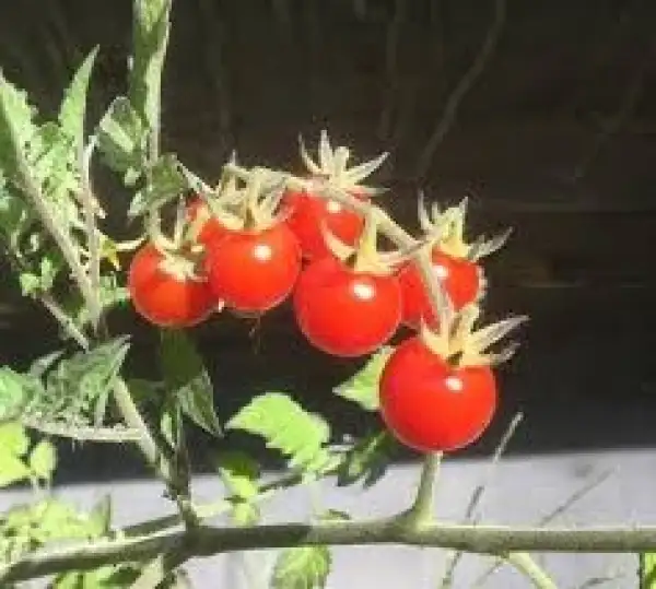 Tomaten: Johannesbeertomate