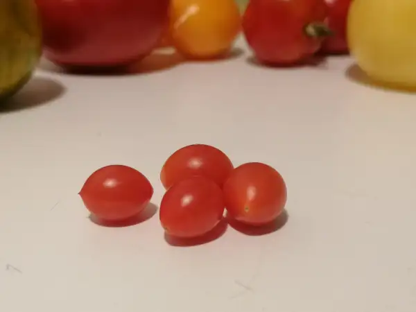 Tomaten: Johannisbeer rot