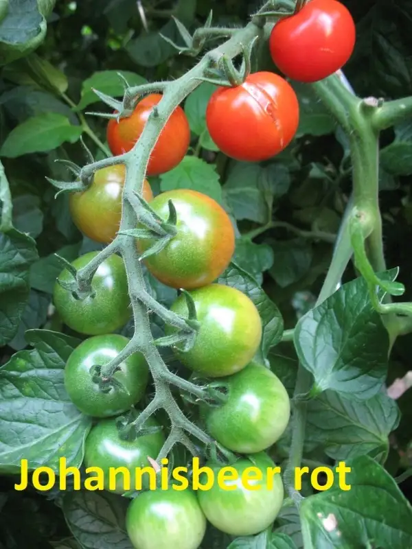 Tomaten: Johannisbeer rot