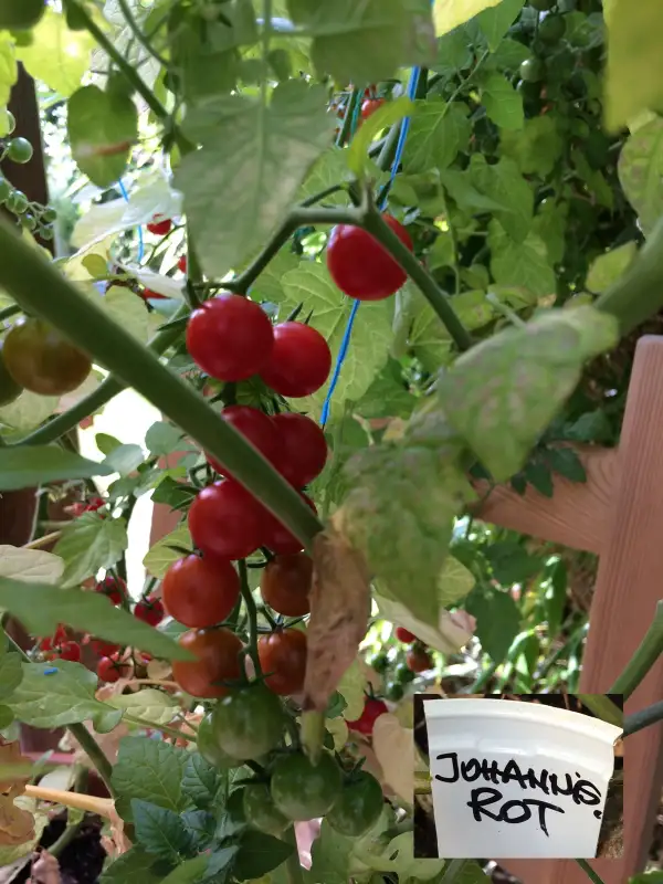 Tomaten: Johannisbeere rot