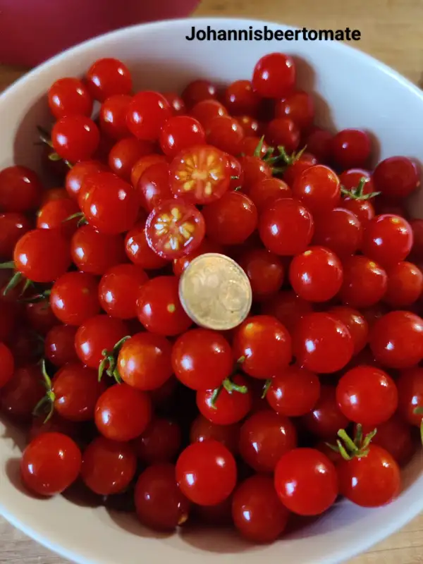 Tomaten: Johannisbeertomate