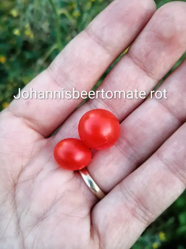 Tomaten: Johannisbeertomate