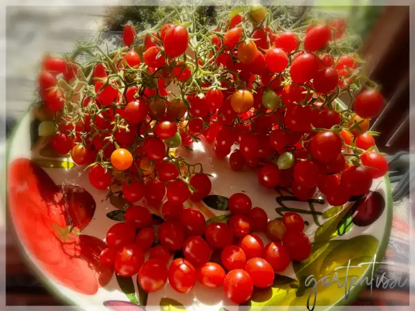 Tomaten: Johannisbeertomate