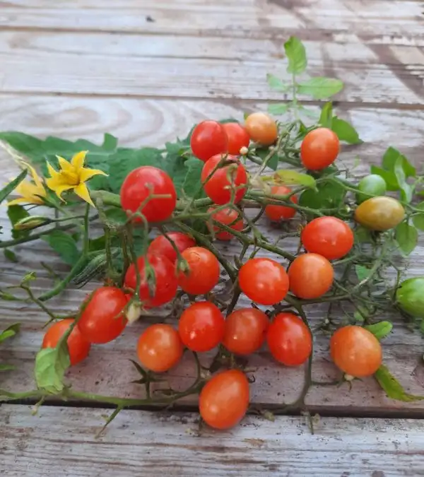 Tomaten: Johannisbeertomate