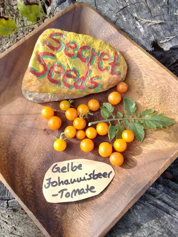 Tomaten: Johannisbeertomate gelb