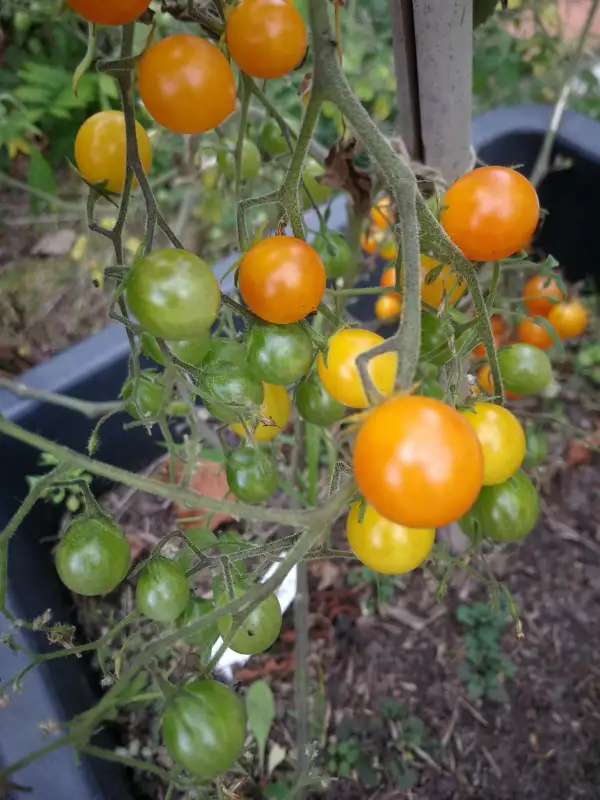 Tomaten: Johannisbeertomate "Kleiner Prinz" gelb