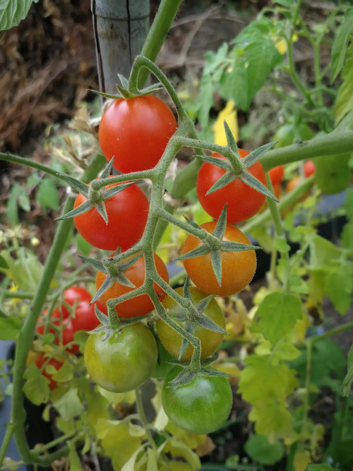 Tomaten: Johannisbeertomate "Kleiner Prinz" rot