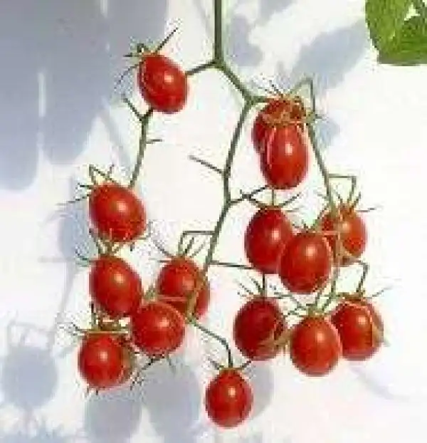 Tomaten: Johannisbeertomate oval