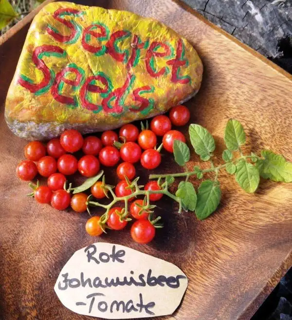 Tomaten: Johannisbeertomate Rot