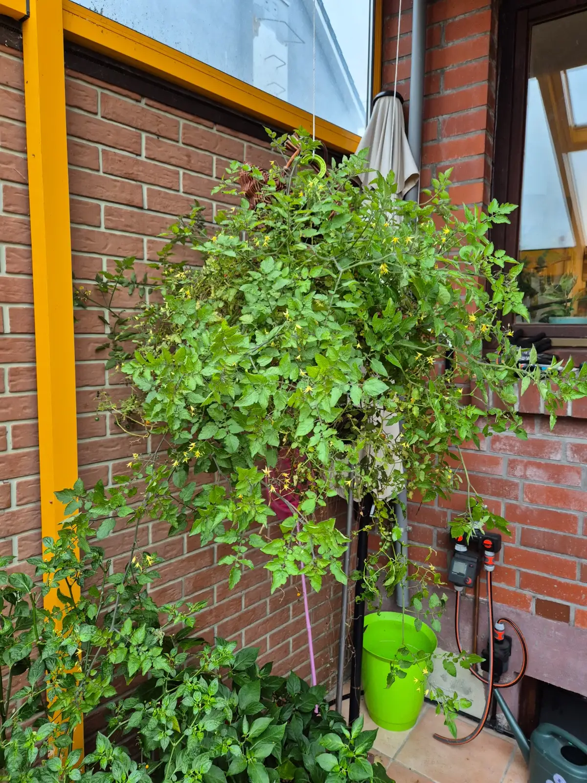 Tomaten: Johannisbeertomate Rot