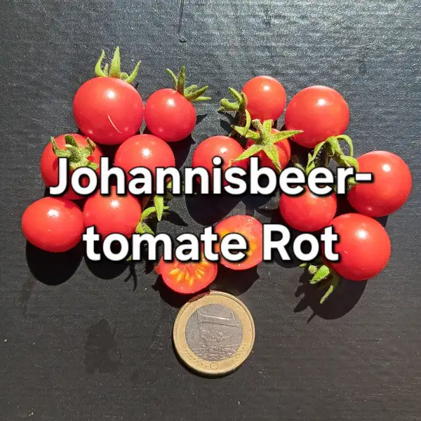 Tomaten: Johannisbeertomate Rot
