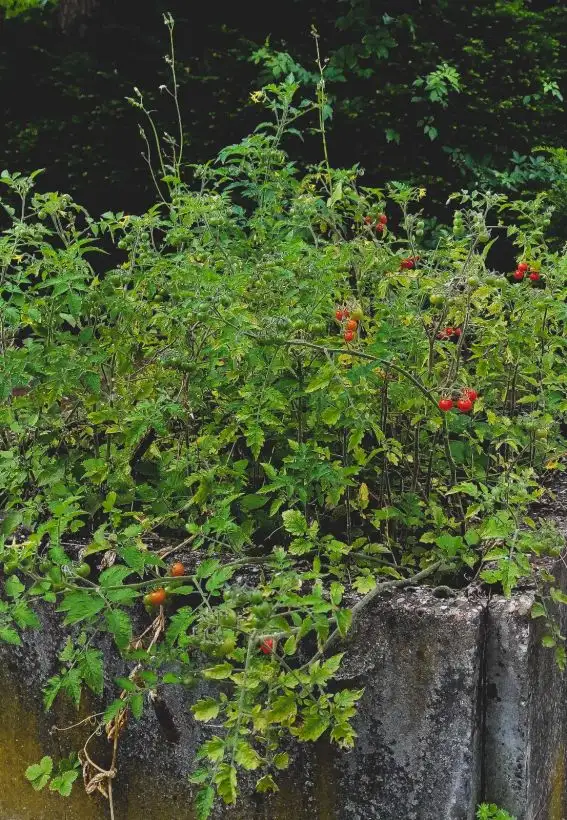 Tomaten: Johannisbeertomate "Rote Ribisel" (solanum pimpinellifolium)