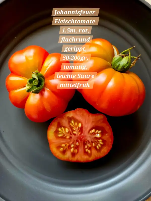 Tomaten: Johannisfeuer