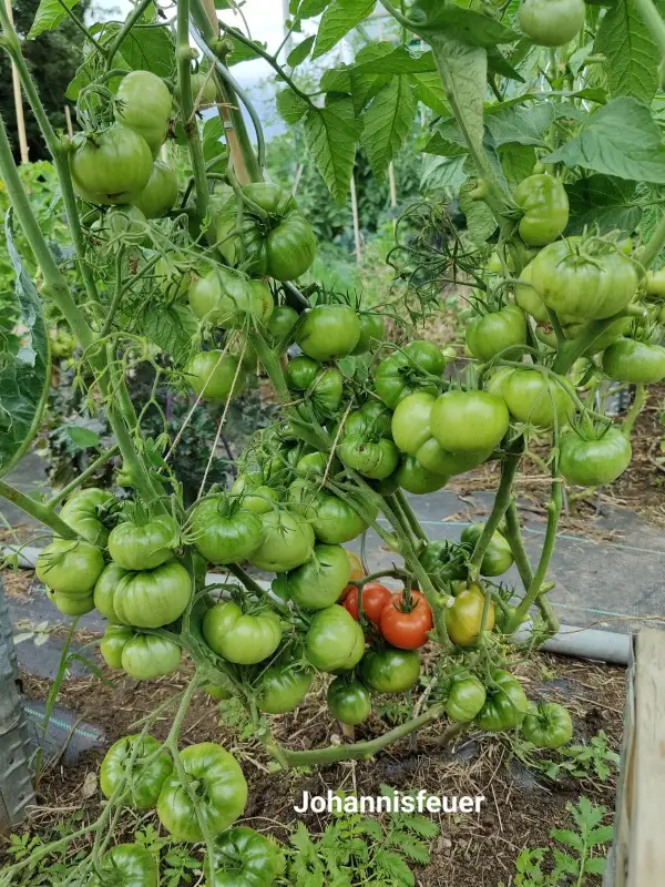 Tomaten: Johannisfeuer
