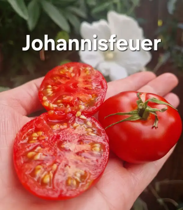 Tomaten: Johannisfeuer