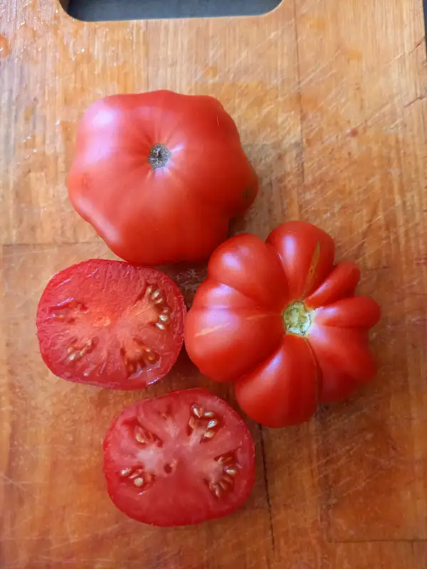 Tomaten: Johannisfeuer, Geisenheimer Frühtomate