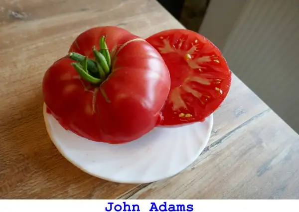 Tomaten: John Adams Qunicy