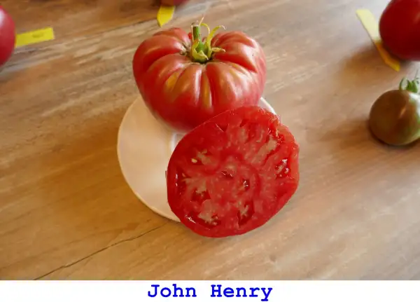 Tomaten: John Henry