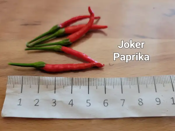 Chili / Paprika: Joker	Spitzpaprika	50cm	rot