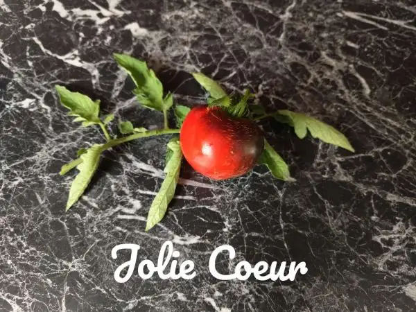 Tomaten: Jolie Coeur