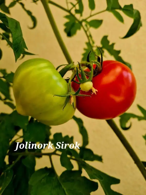 Tomaten: Jolinork Sirok
