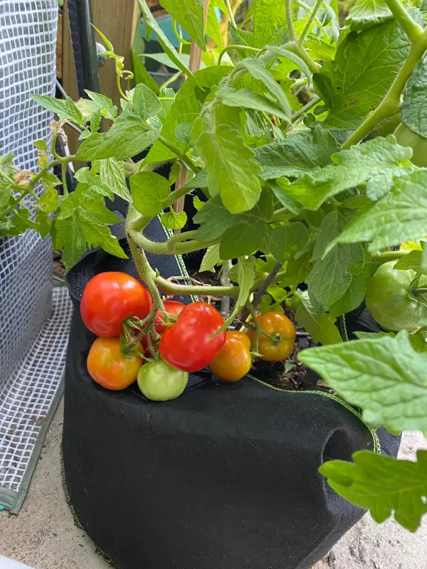 Tomaten: Jonas Bozicou