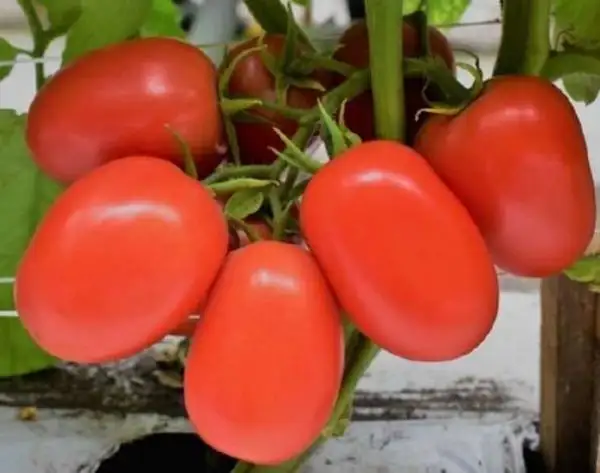 Tomaten: Josefina