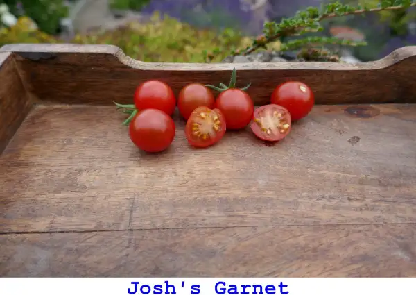 Tomaten: Josh’s Garnet