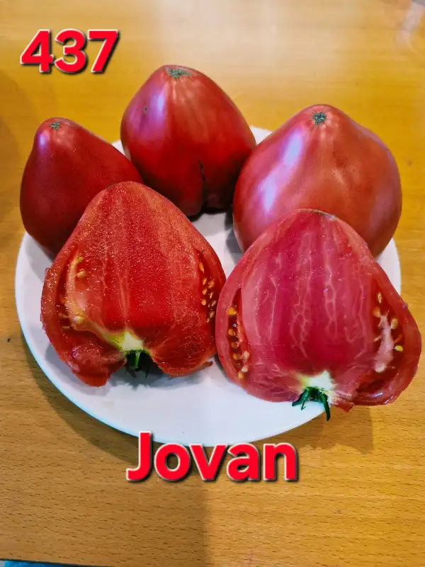 Tomaten: Jovan