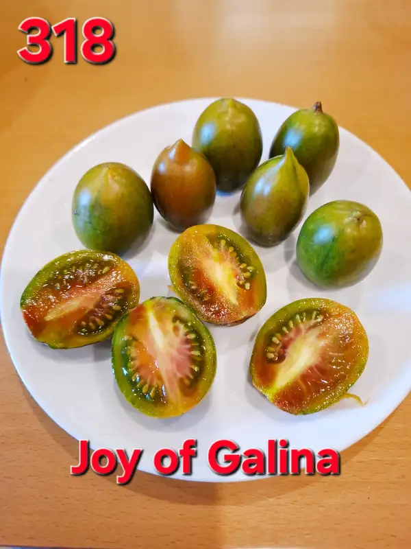 Tomaten: Joy of Galina