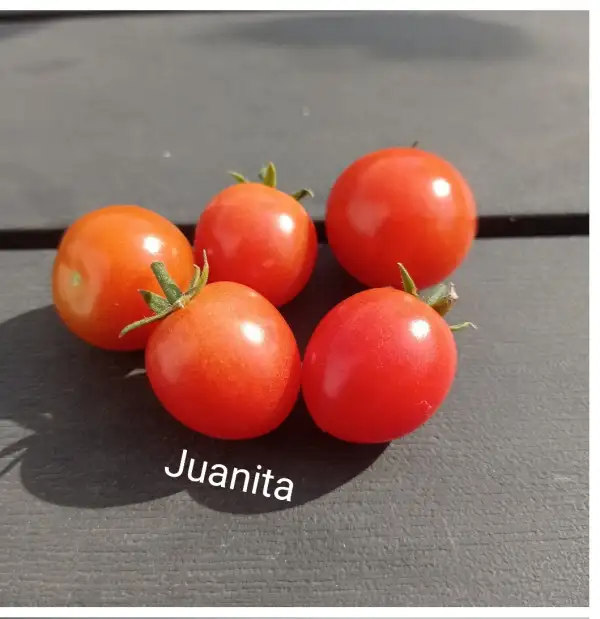 Tomaten: Juanita