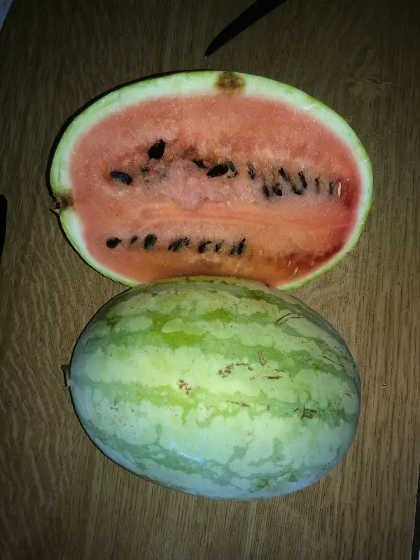 Obst: Jubilee wassermelone