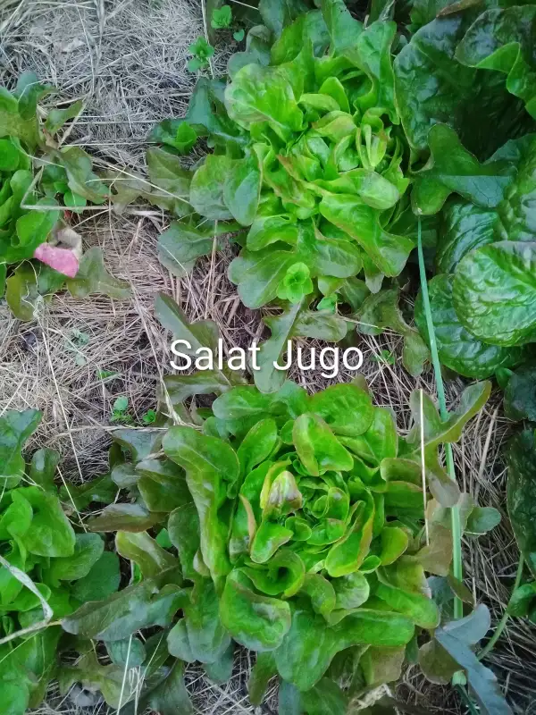 Salate: Jugo