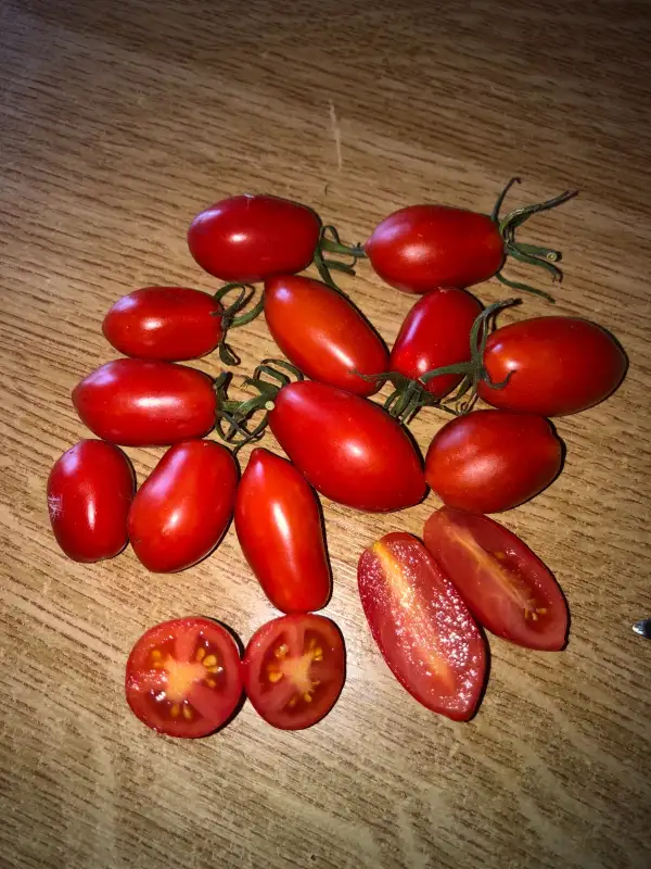 Tomaten: Jujube Cherry