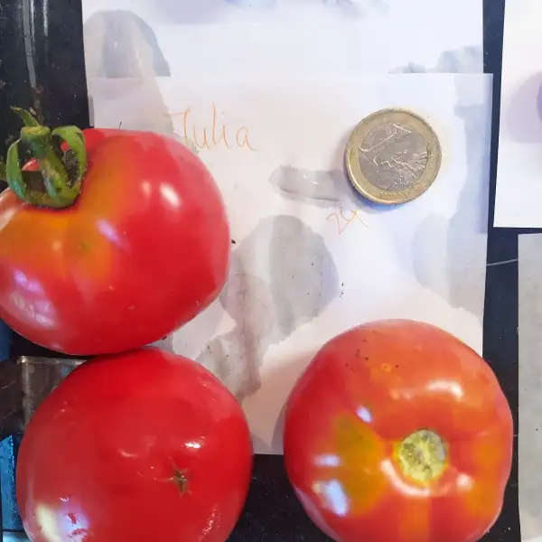 Tomaten: Julia