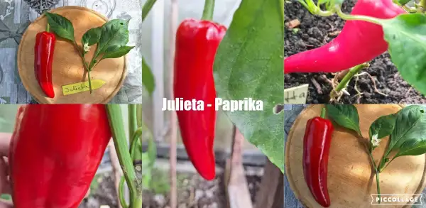 Chili / Paprika: Julieta - Paprika