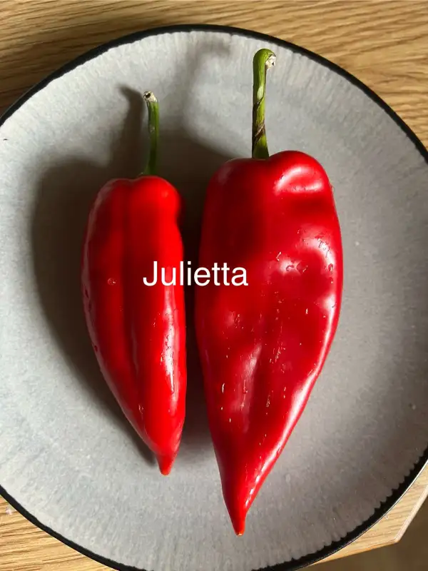 Chili / Paprika: Julietta