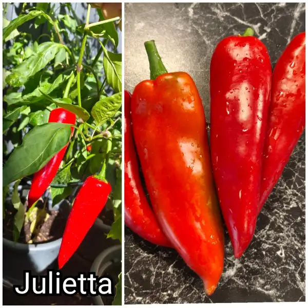 Paprika: Julietta