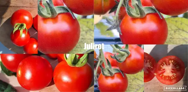 Tomaten: Julirot