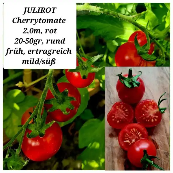 Tomaten: Julirot