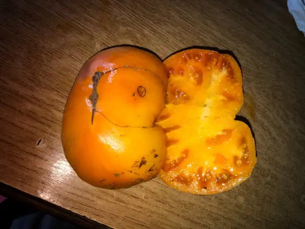 Tomaten: Jumbo Jim Orange