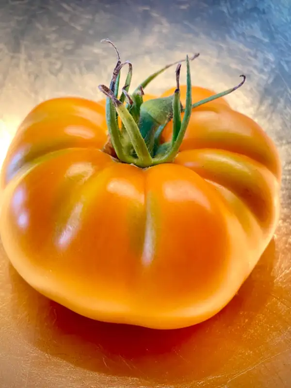 Tomaten: Jumbo Jim Orange