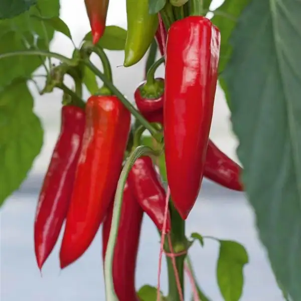 Chili / Paprika: Jumbo Peperoni