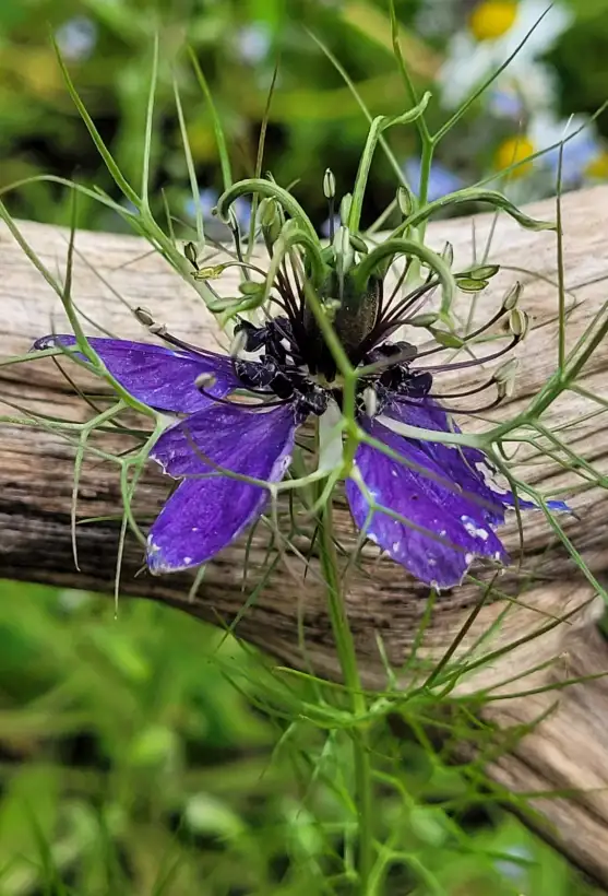 Blumen: Jungfer im Grünen