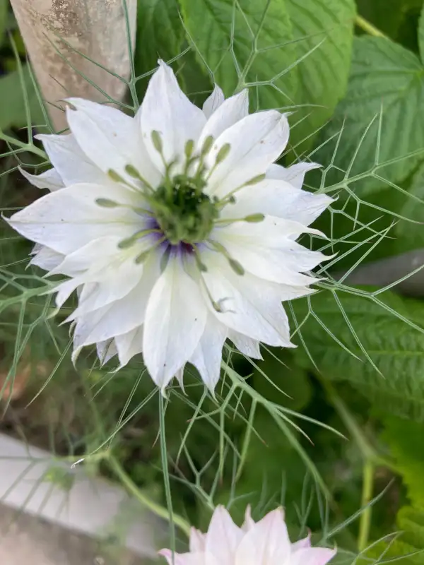 Blumen: Jungfer im Grünen