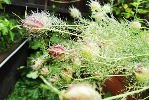 Blumen: Jungfer im Grünen