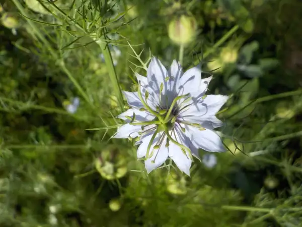 Kräuter: Jungfer im Grünen , Bauerngartenpflanze in den Farben weiß, hellblau und helllila, mit dem Schwarzkümmel verwand. Sät sich jedes Jahr selbst wieder aus