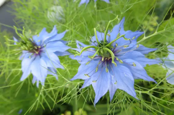 Blumen: Jungfer im Grünen (mindestens 100 Stück)